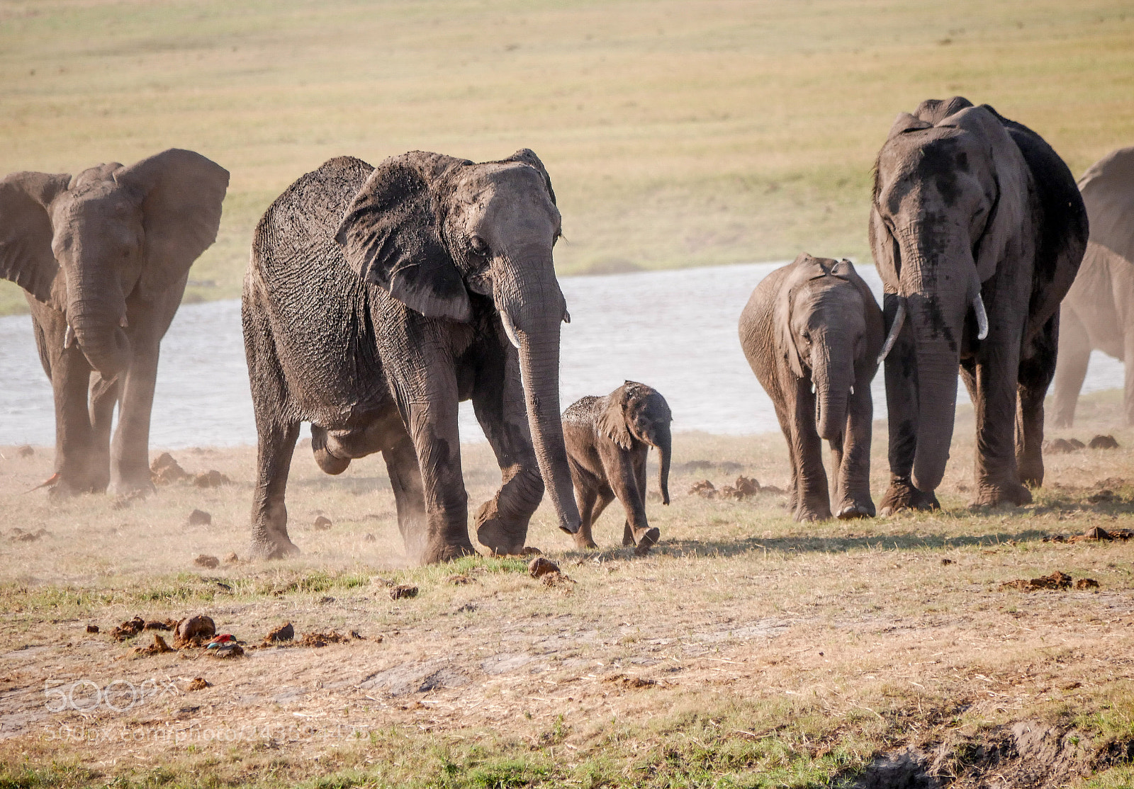 Panasonic DMC-G70 sample photo. Elephants family photography