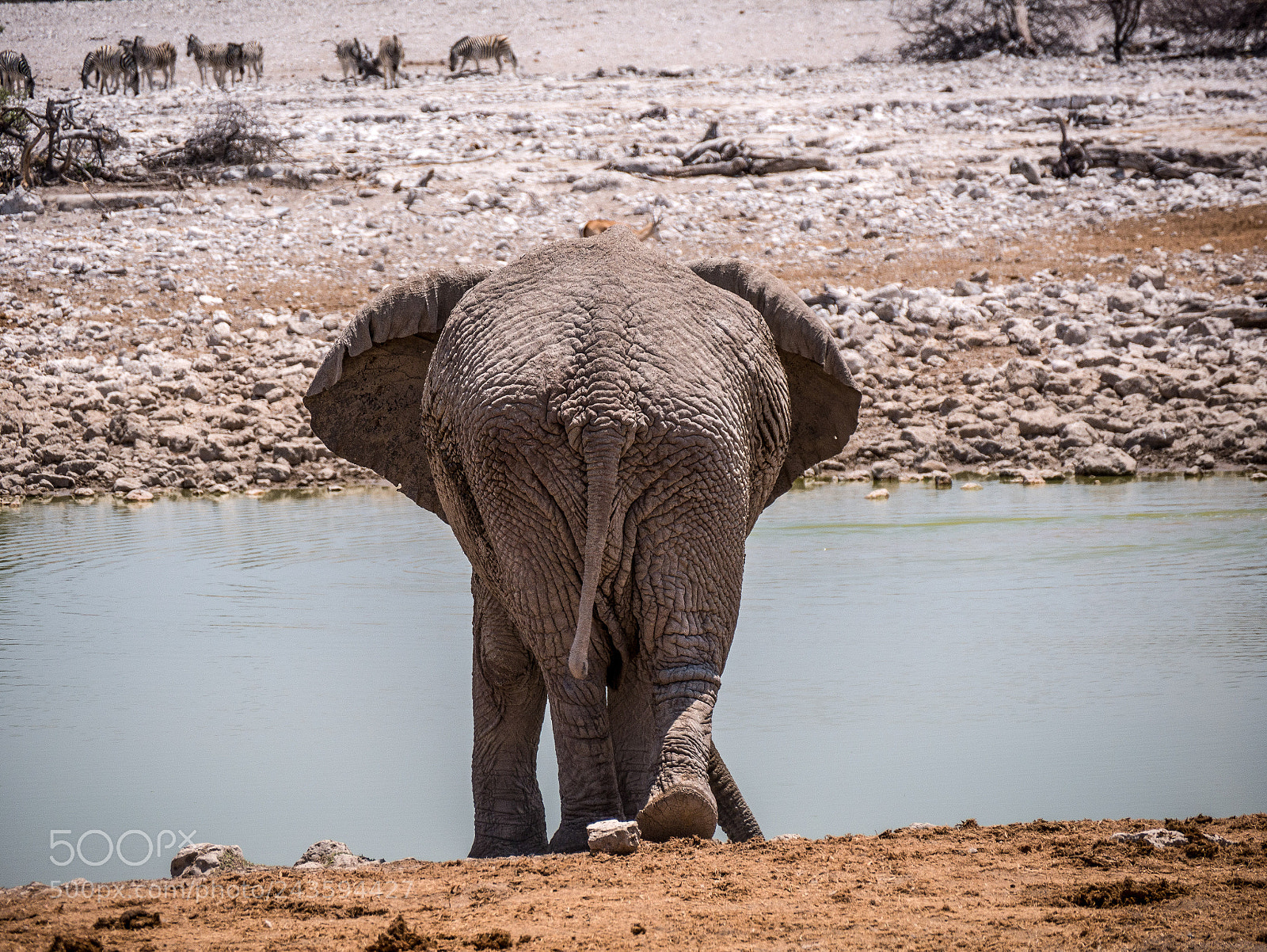 Panasonic DMC-G70 sample photo. Elephants back photography