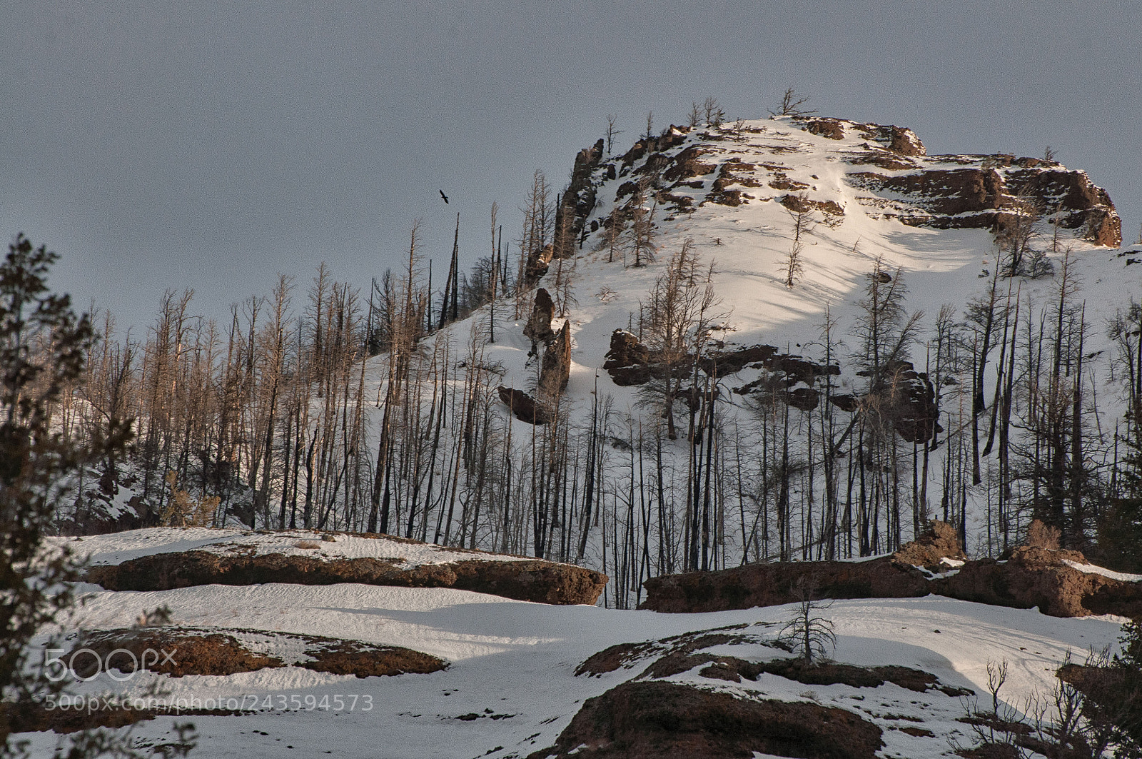 Nikon D90 sample photo. Eagle at sunrise photography