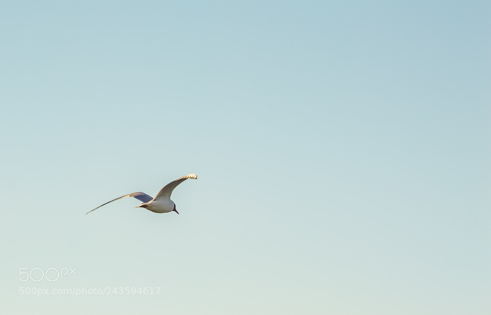 Nikon D3200 sample photo. Fly high and far photography
