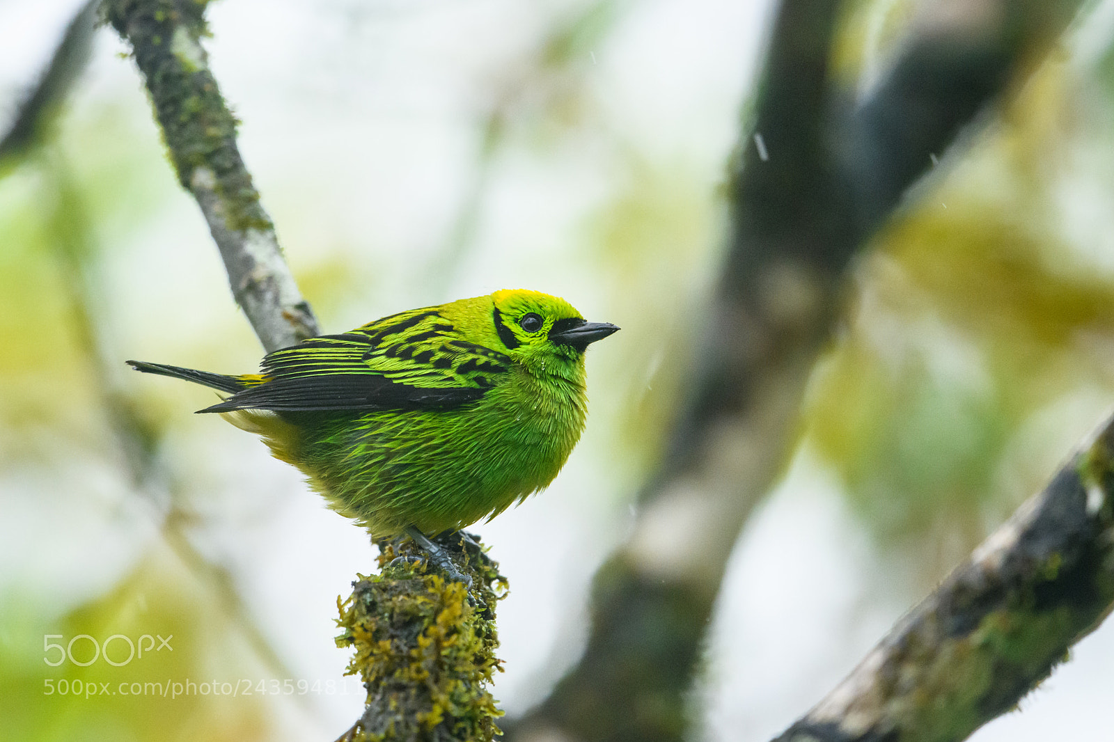 Nikon D850 sample photo. Emerald tanager photography