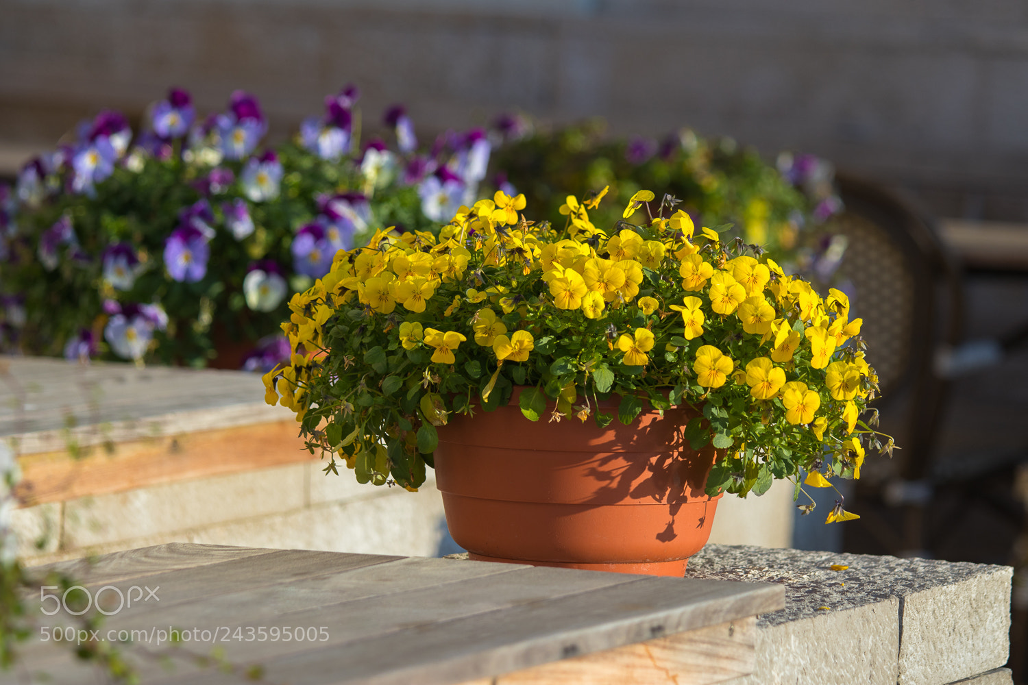 Canon EOS M5 sample photo. Flowers photography