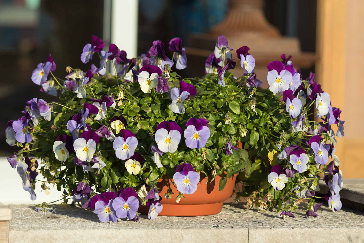 Canon EOS M5 sample photo. Flower photography