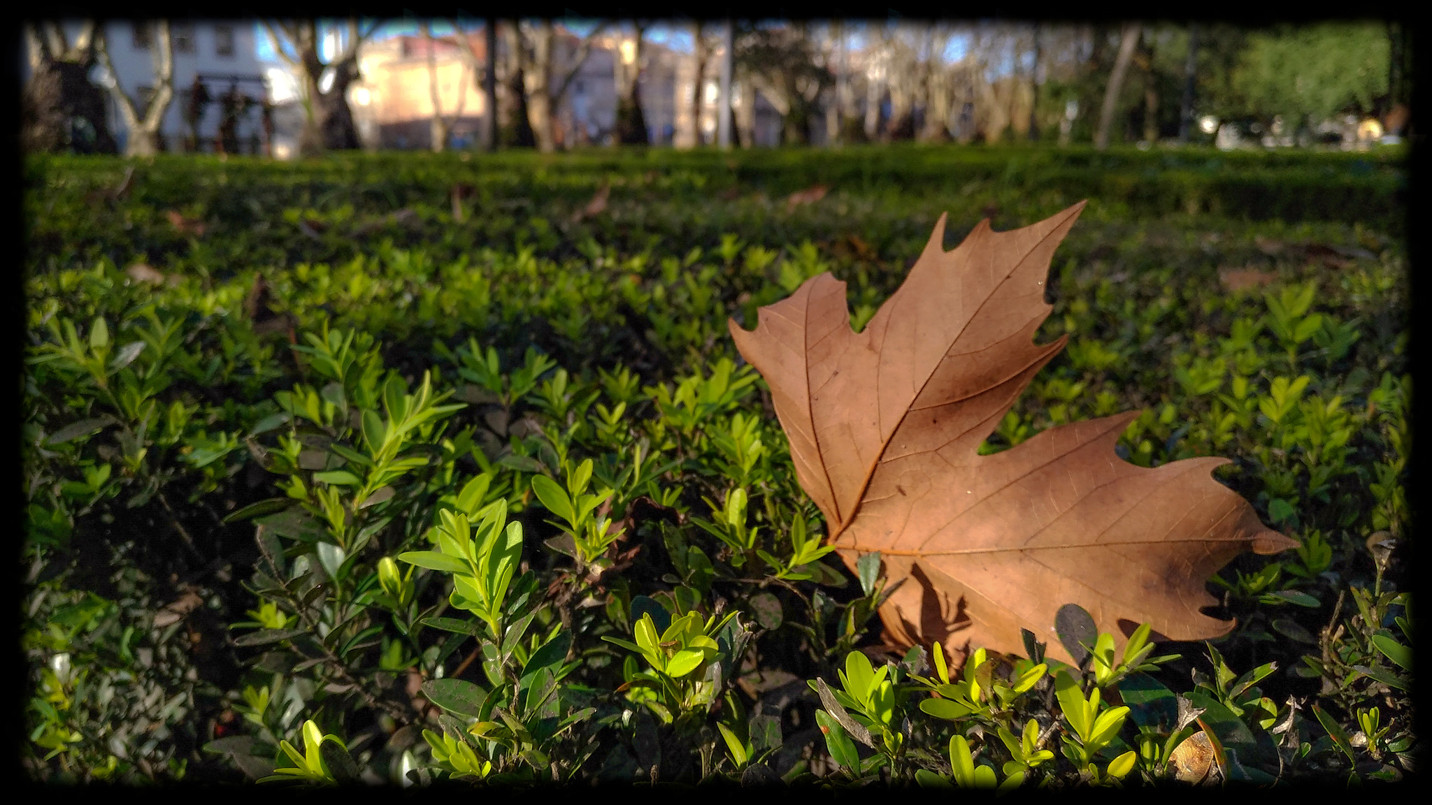 ASUS Z012DC sample photo. Autunm petals photography