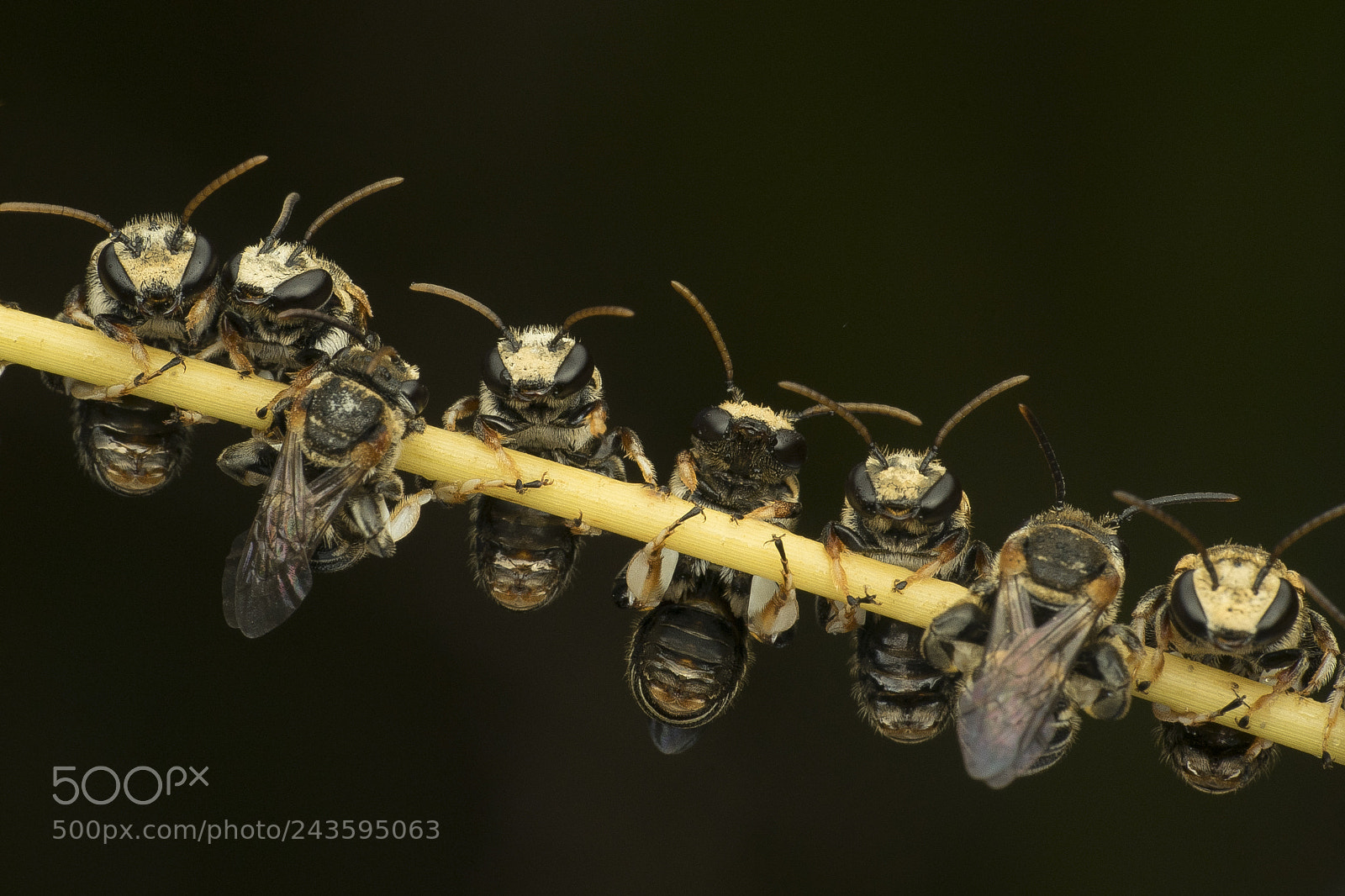 Sony a7 II sample photo. Bees photography