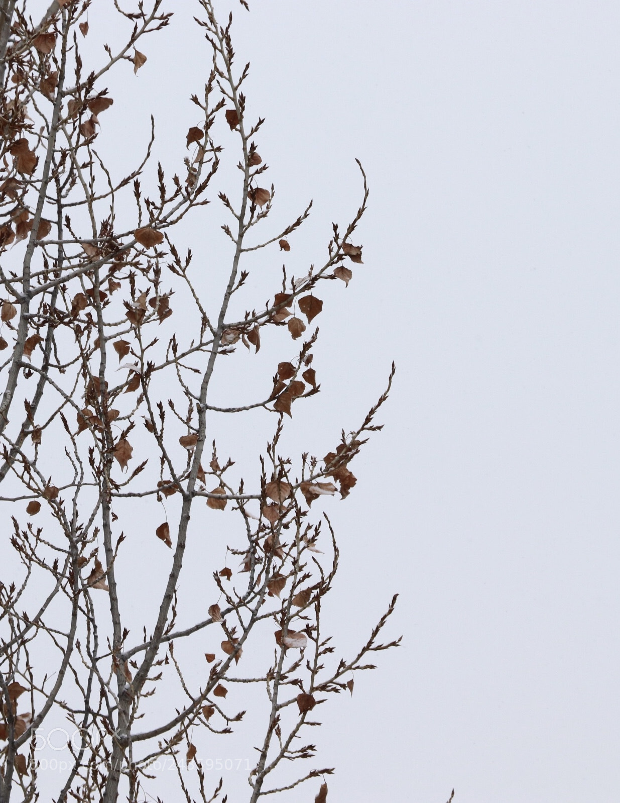 Canon EOS 800D (EOS Rebel T7i / EOS Kiss X9i) sample photo. Snowfall 3 photography