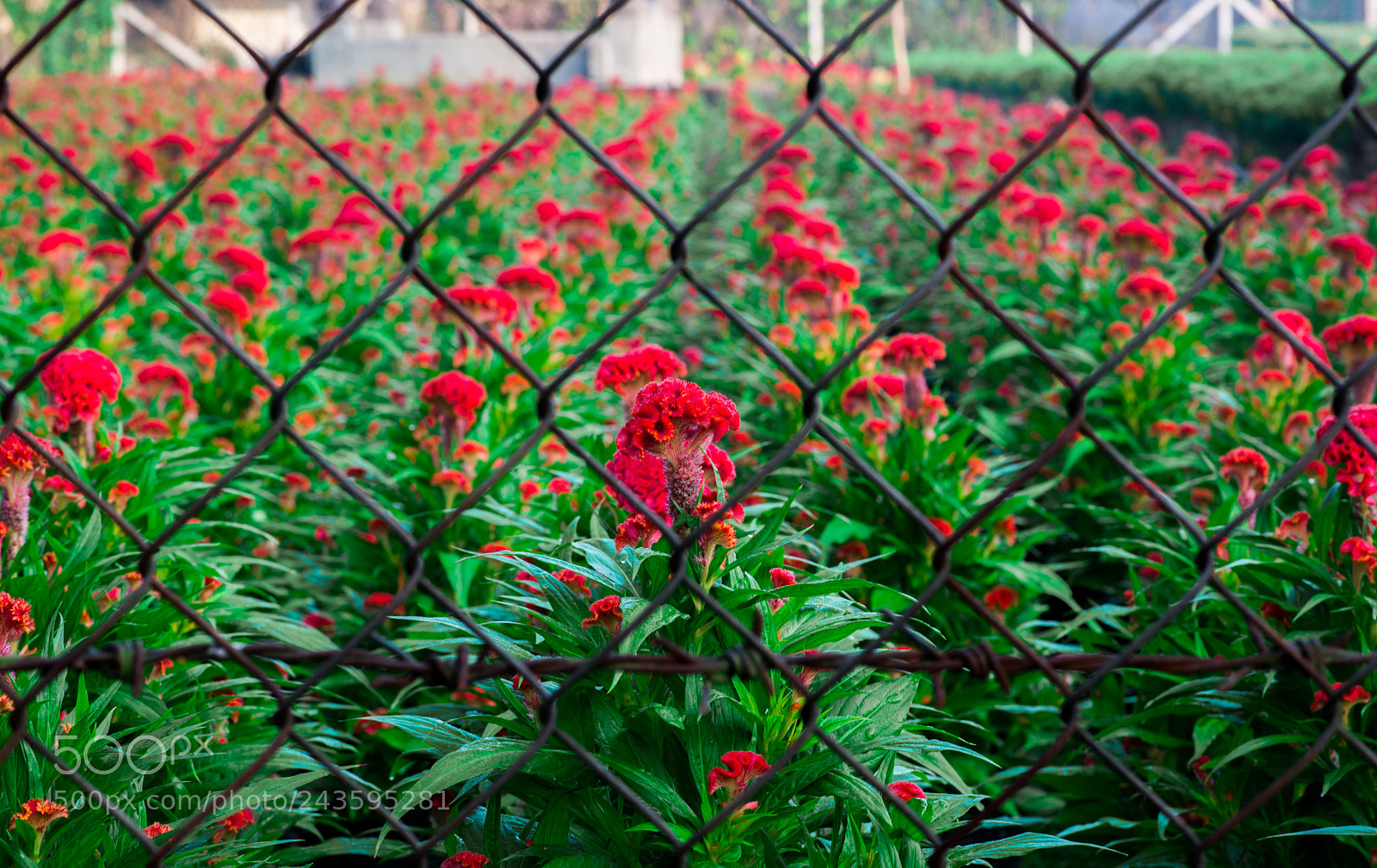 Nikon D610 sample photo. Prison 2 photography