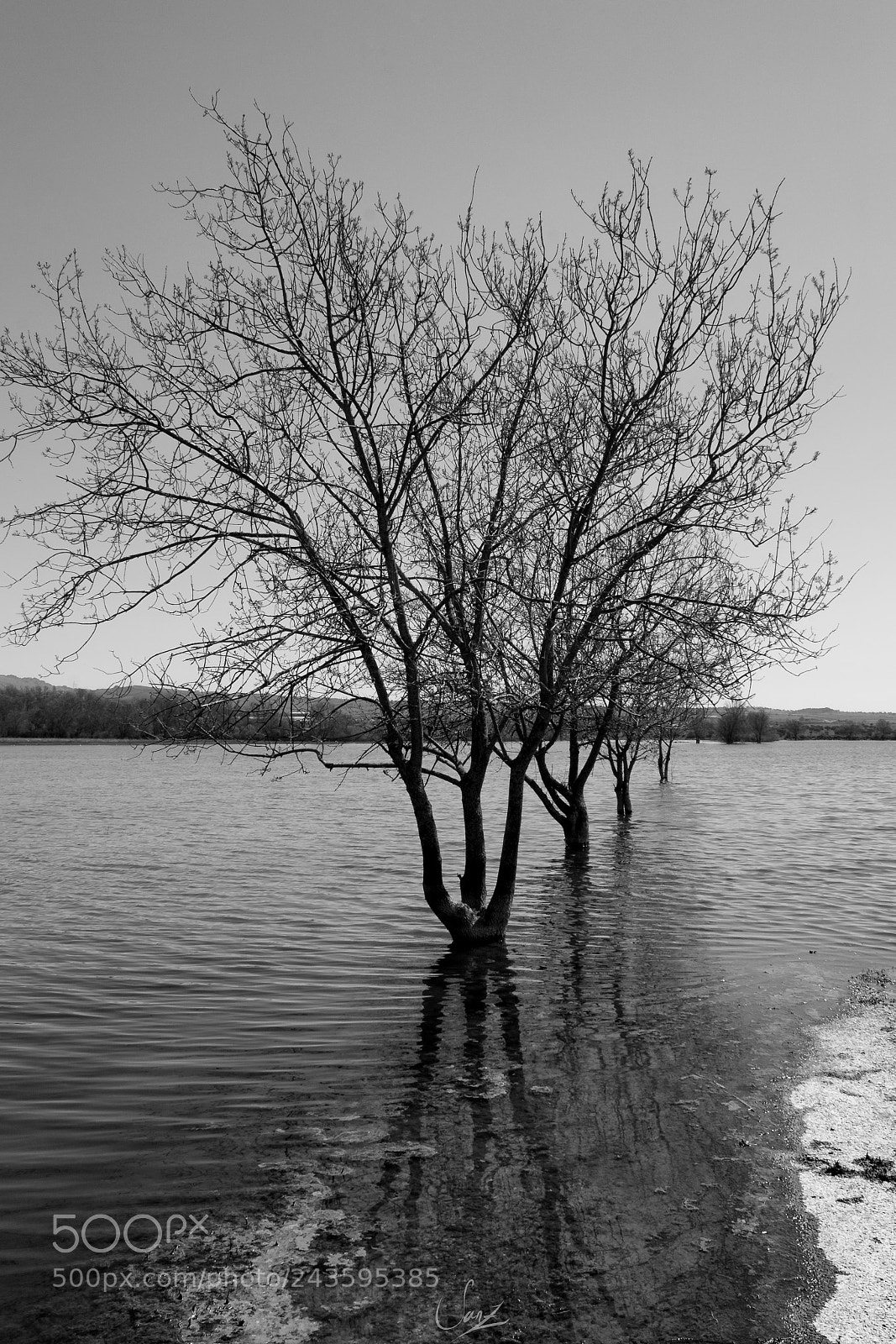 Canon EOS 1300D (EOS Rebel T6 / EOS Kiss X80) sample photo. Drowned trees photography
