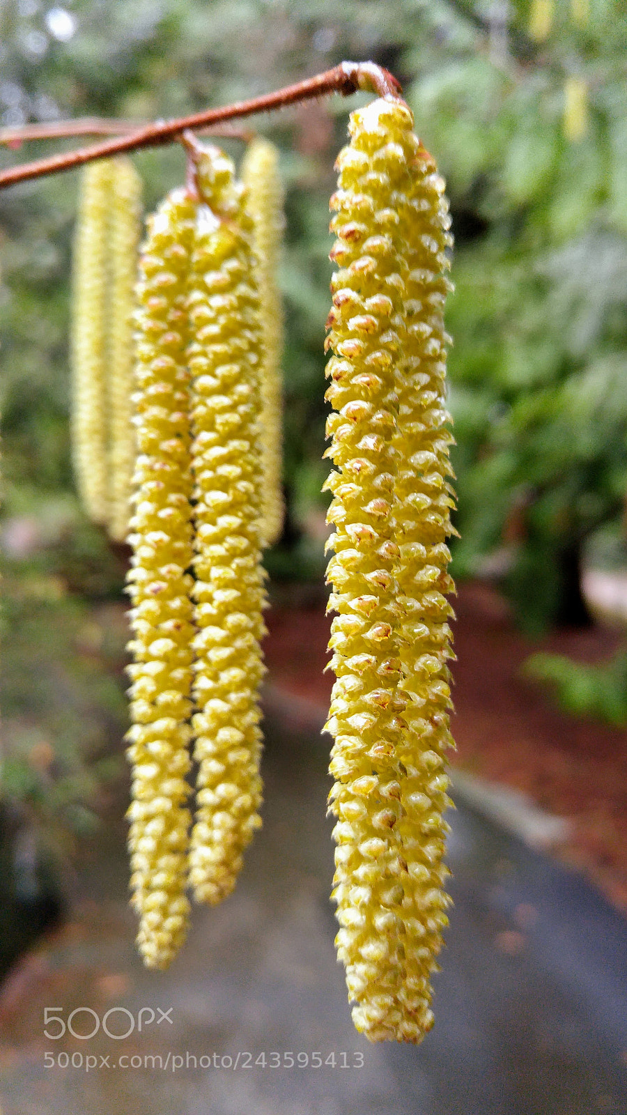 LG G4 sample photo. Front pod in focus photography