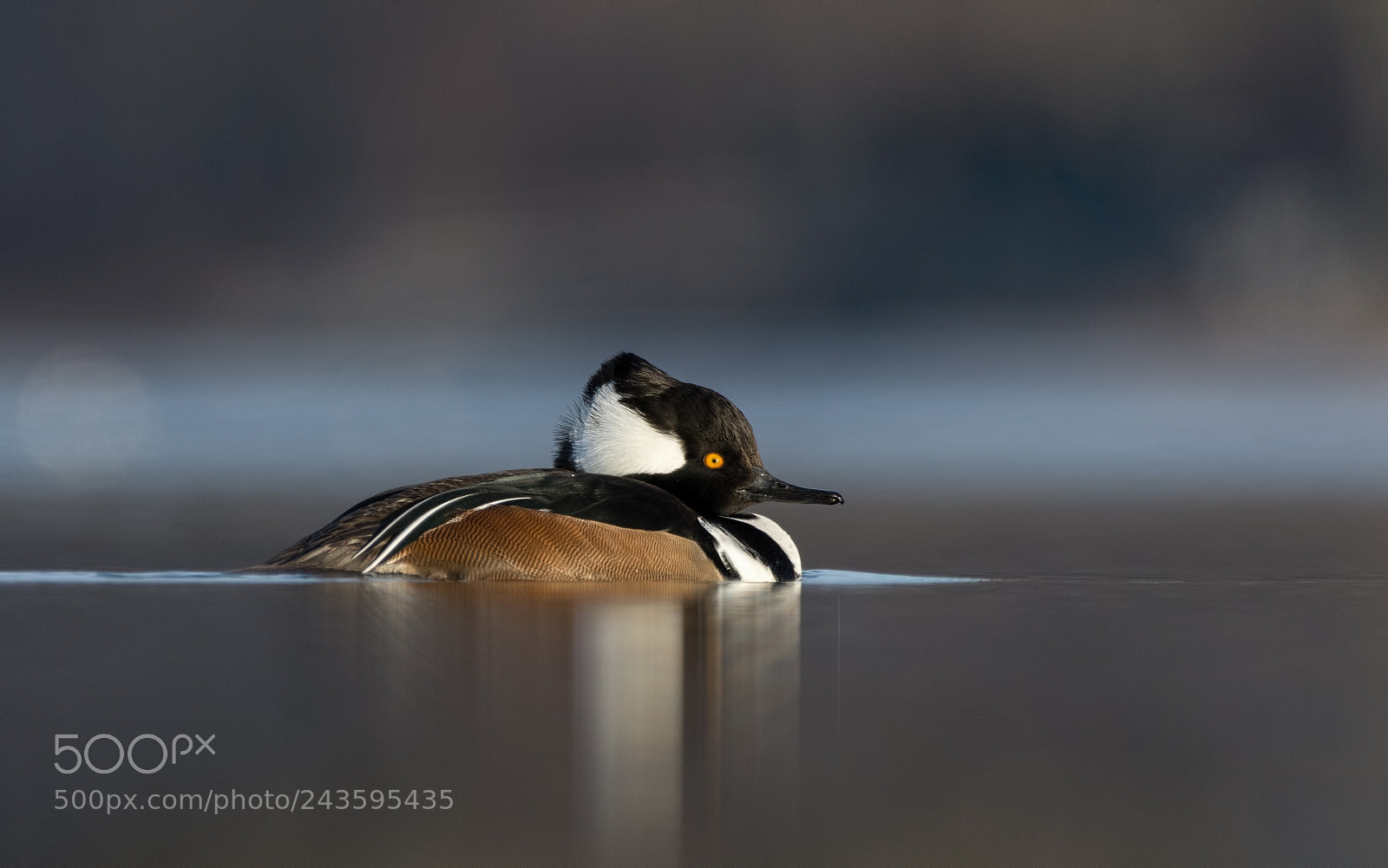 Nikon D7200 sample photo. Hooded merganser photography