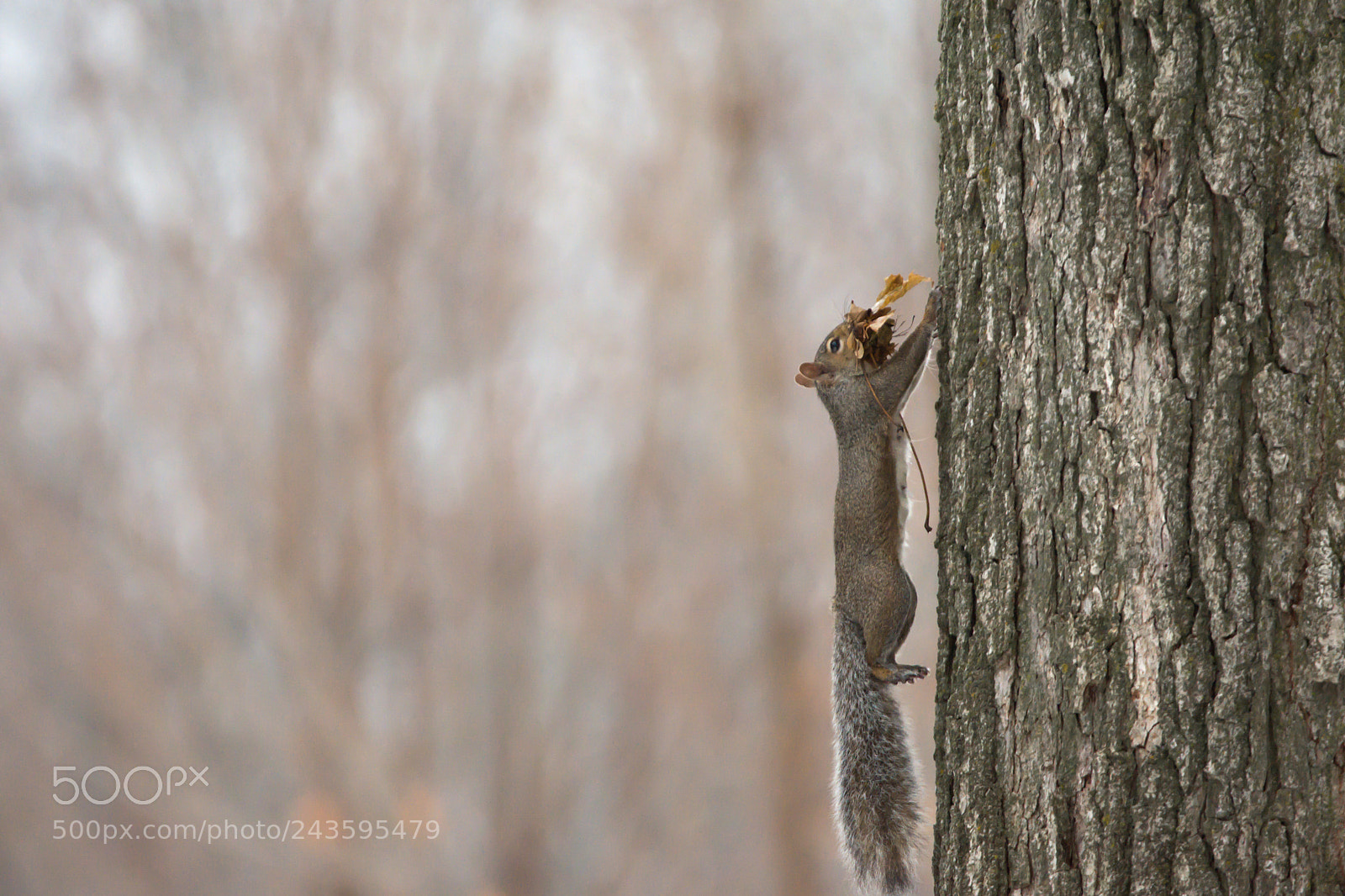 Nikon D7200 sample photo. Squirrel in a hurry photography