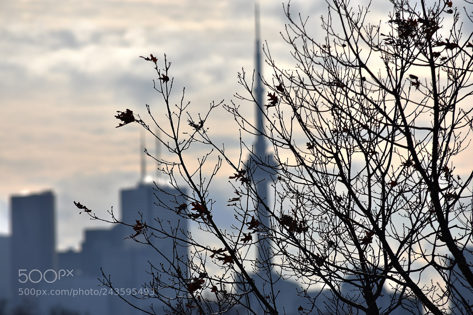 Nikon D3400 sample photo. Behind the branches. photography