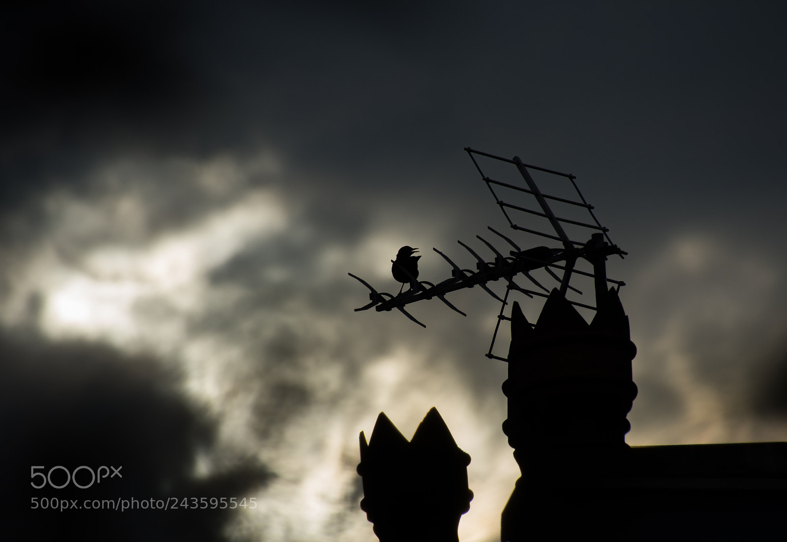 Nikon D7200 sample photo. Bird silhouette against stormy photography