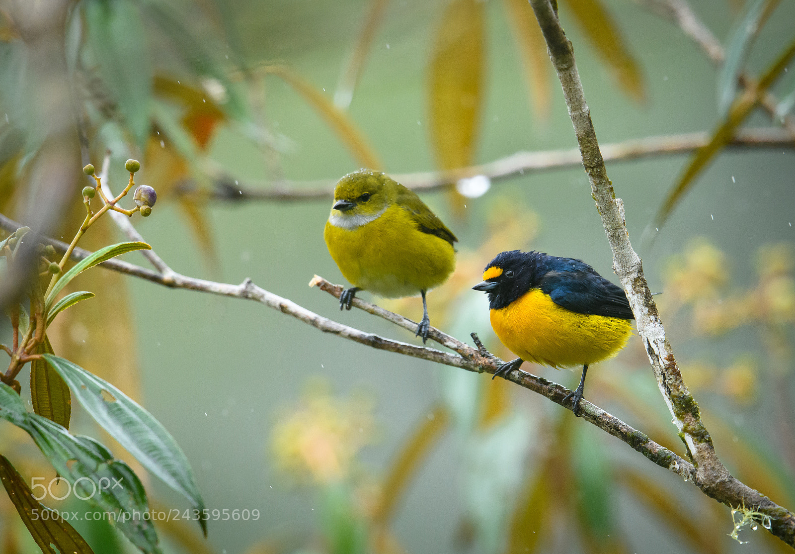Nikon D850 sample photo. Euphonia friends photography
