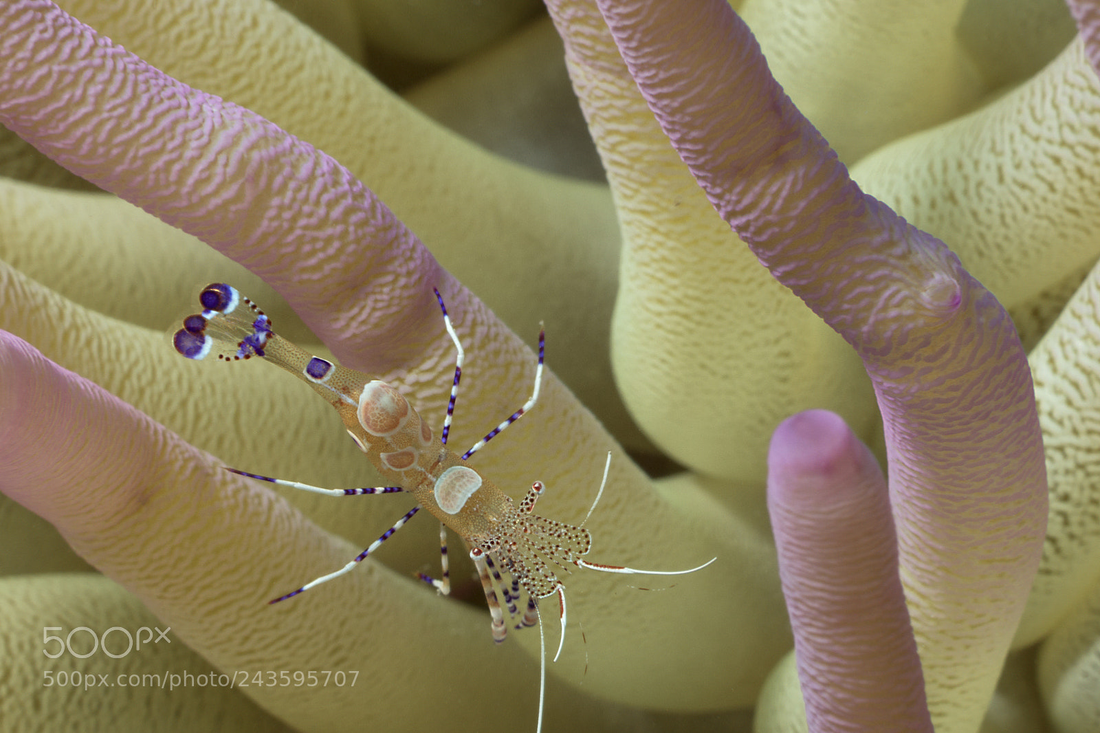 Sony Cyber-shot DSC-RX100 II sample photo. Spotted cleaner shrimp on photography