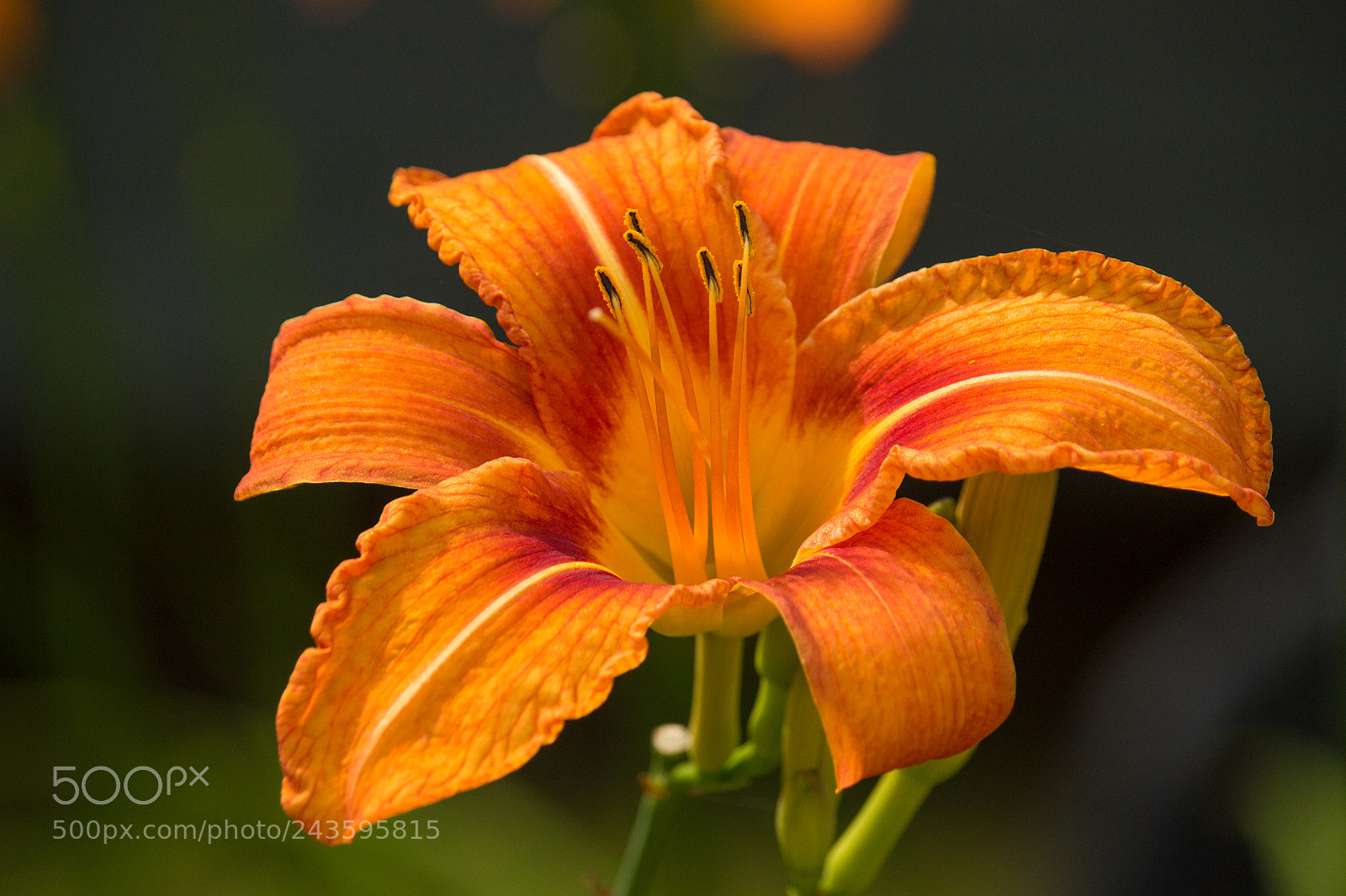 Canon EOS 600D (Rebel EOS T3i / EOS Kiss X5) sample photo. Orange lily photography
