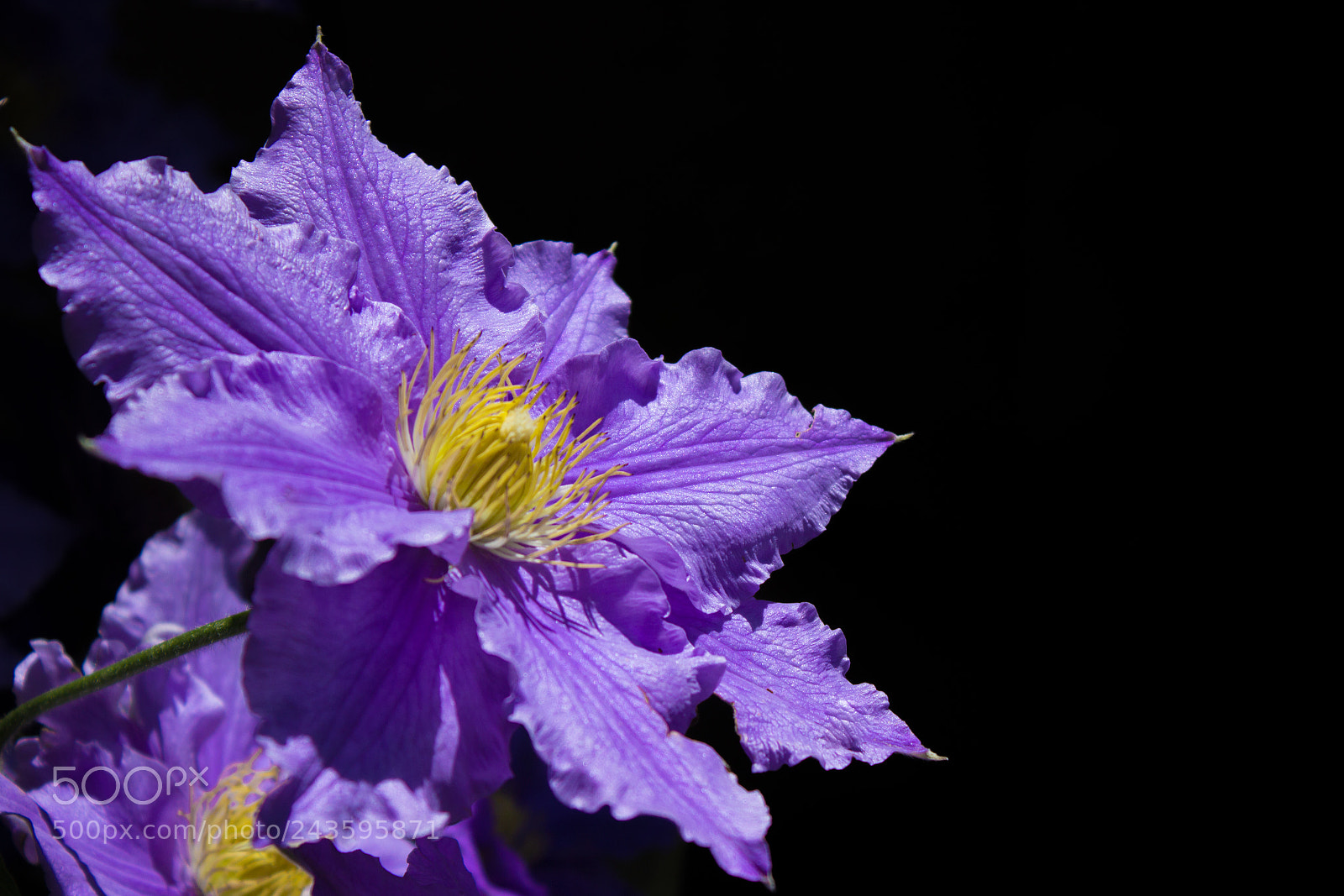 Canon EOS 600D (Rebel EOS T3i / EOS Kiss X5) sample photo. Autumn clematis photography