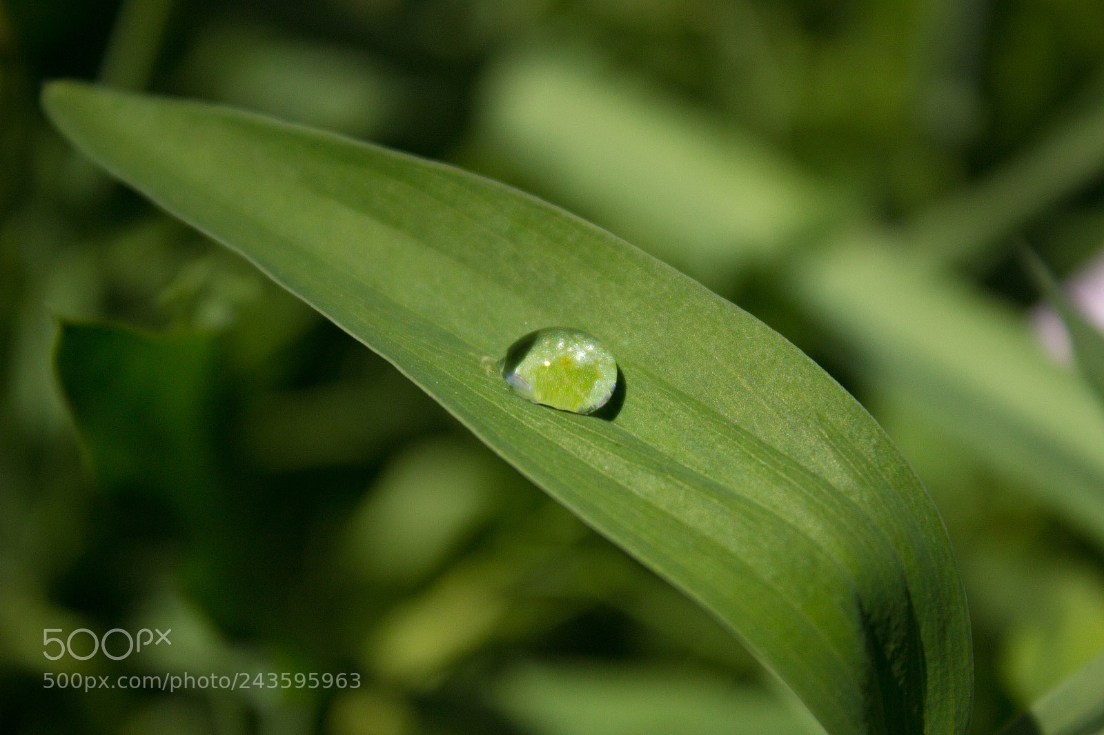 Canon EOS 600D (Rebel EOS T3i / EOS Kiss X5) sample photo. Water droplet on leaf photography