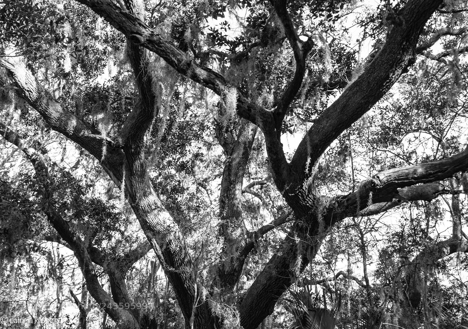 Nikon D7200 sample photo. Majestic oak tree and photography