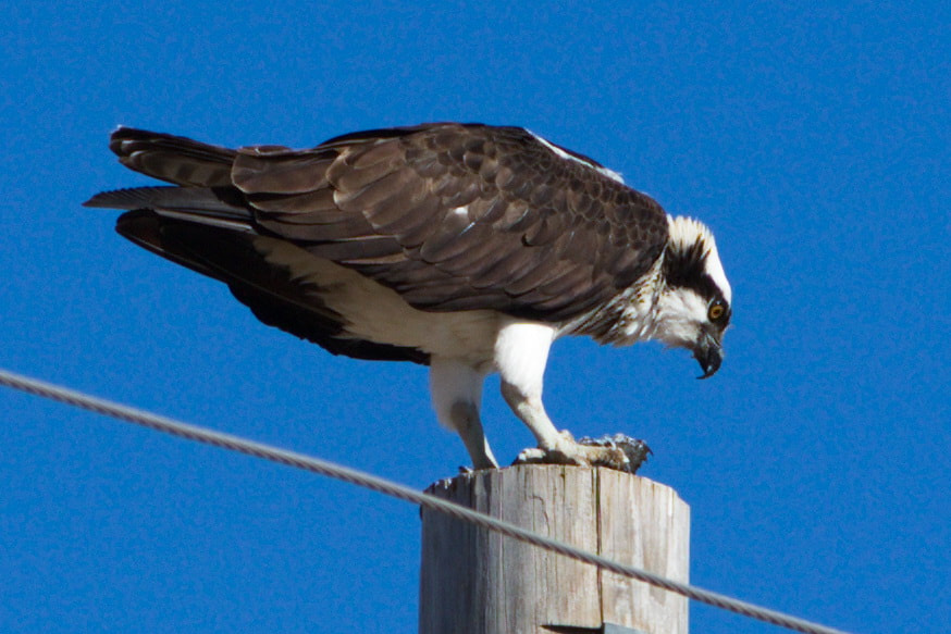 Canon EF 70-200mm F2.8L IS II USM sample photo. Osprey eating fish photography