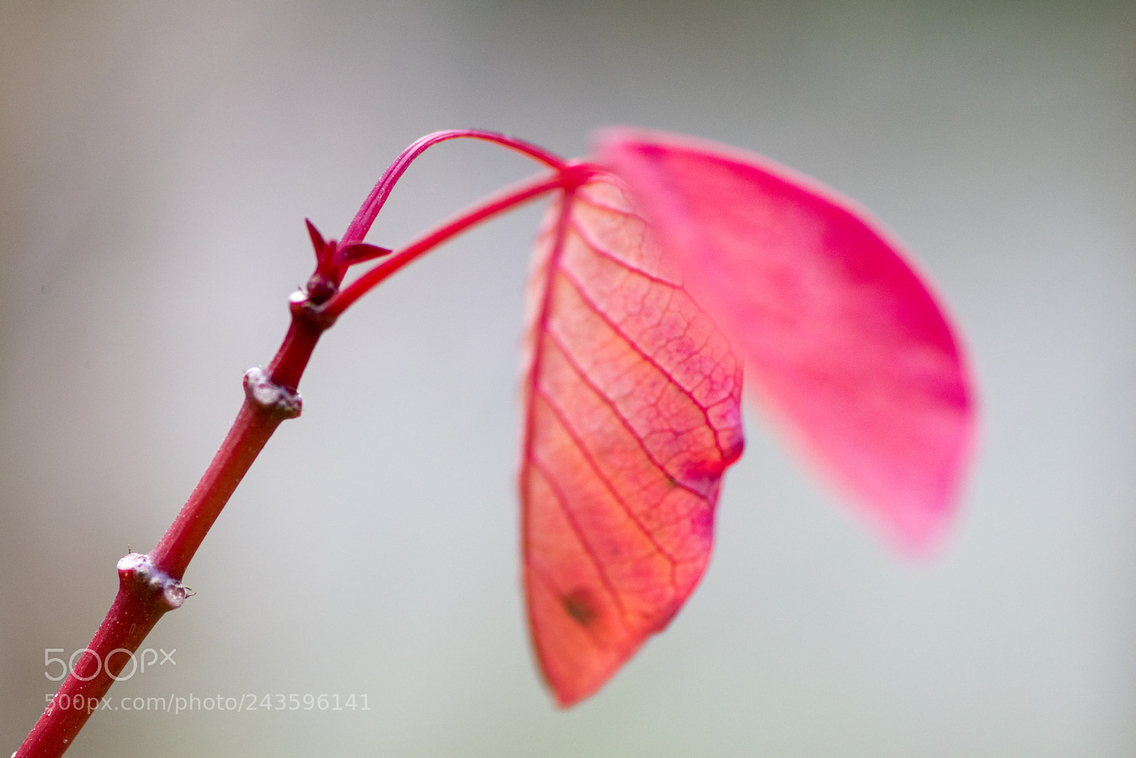 Nikon D810 sample photo. Untitled photography