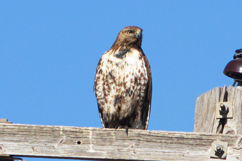 Canon EF 70-200mm F2.8L IS II USM sample photo. Redtail hawk photography