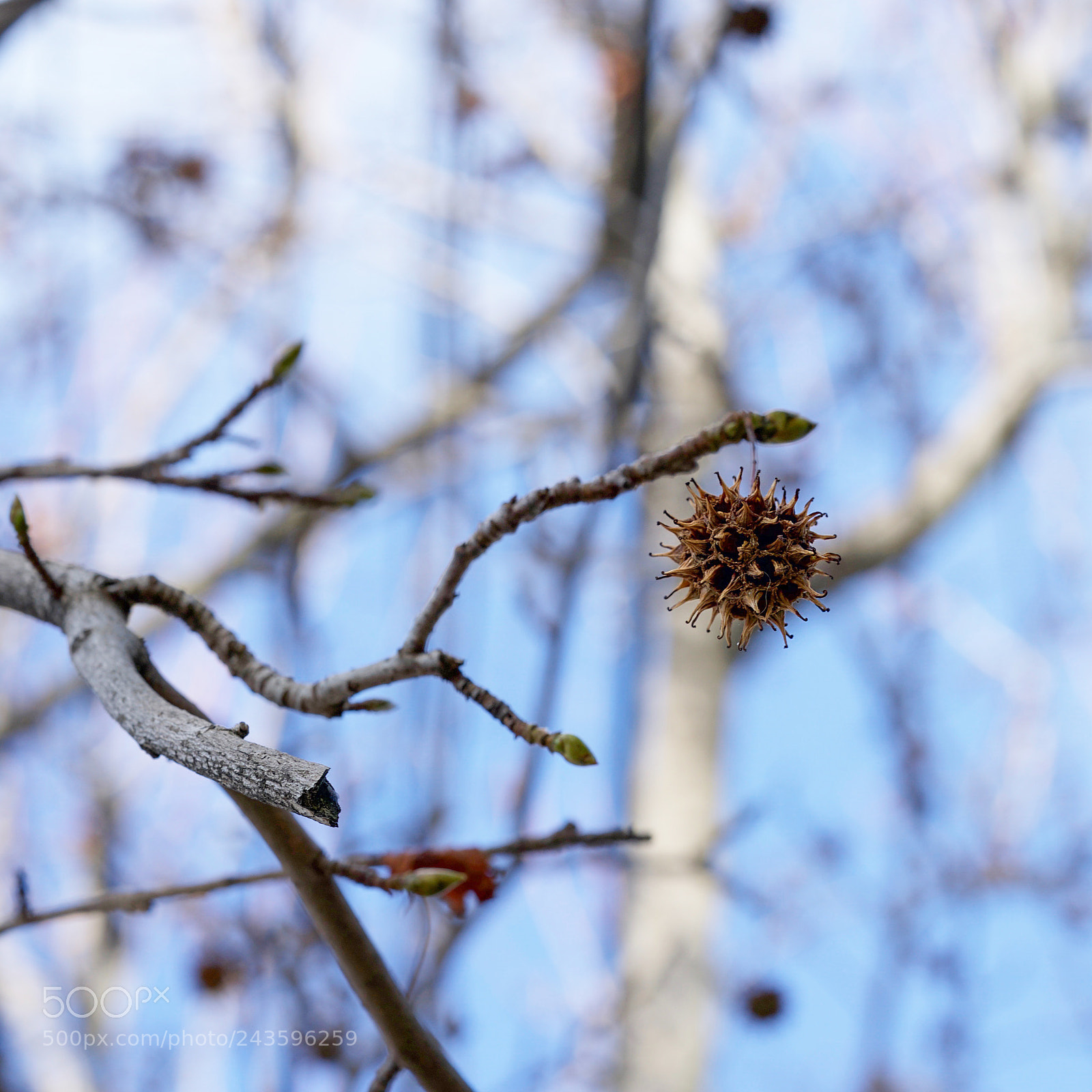 Sony a9 sample photo. Starting from here photography