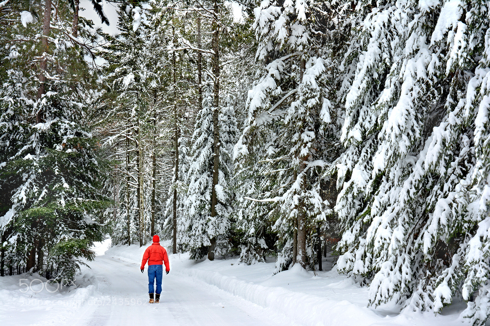 Nikon D7100 sample photo. Walking the winter forest photography