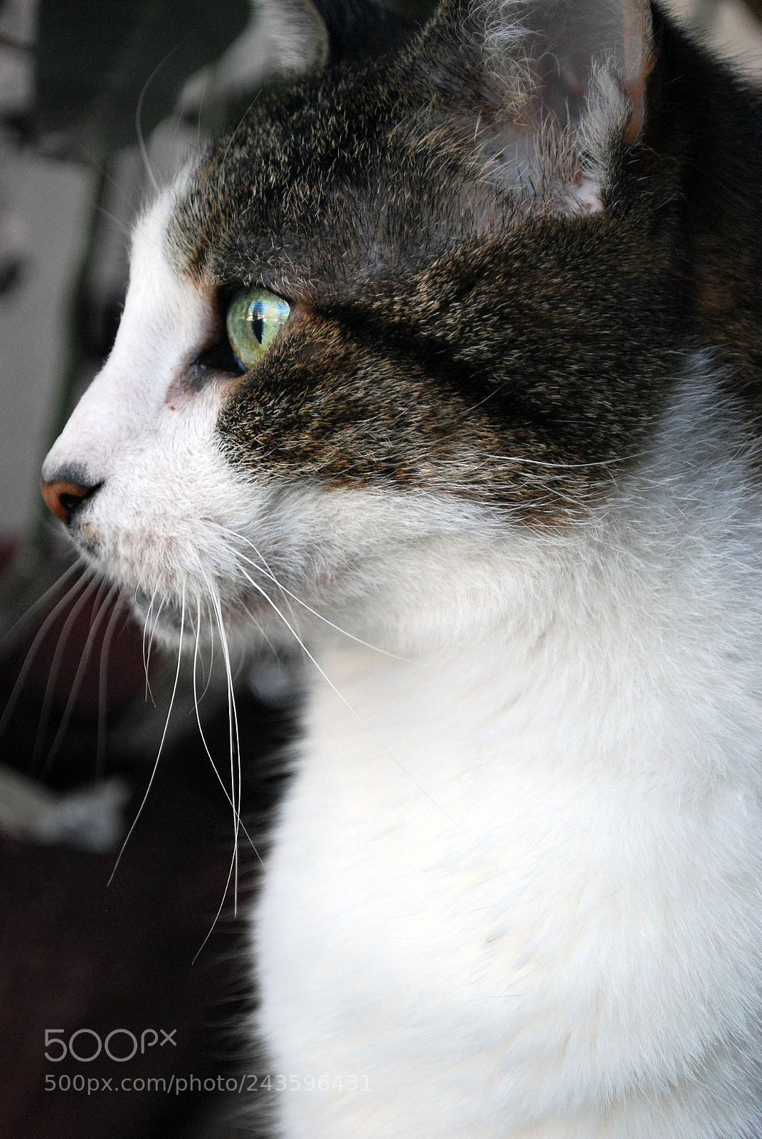 Nikon D60 sample photo. Chance photography