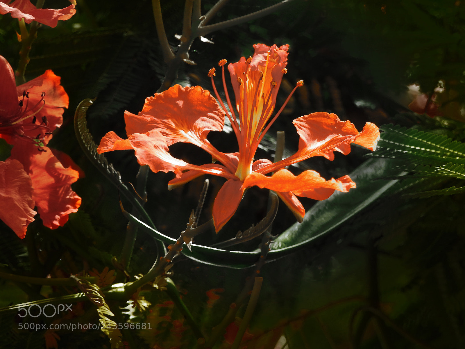 Nikon Coolpix P900 sample photo. Delonix gulmohar flower photography
