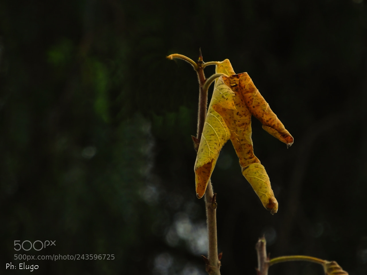 Sony Cyber-shot DSC-HX400V sample photo. Hanged , tragic decision ... photography