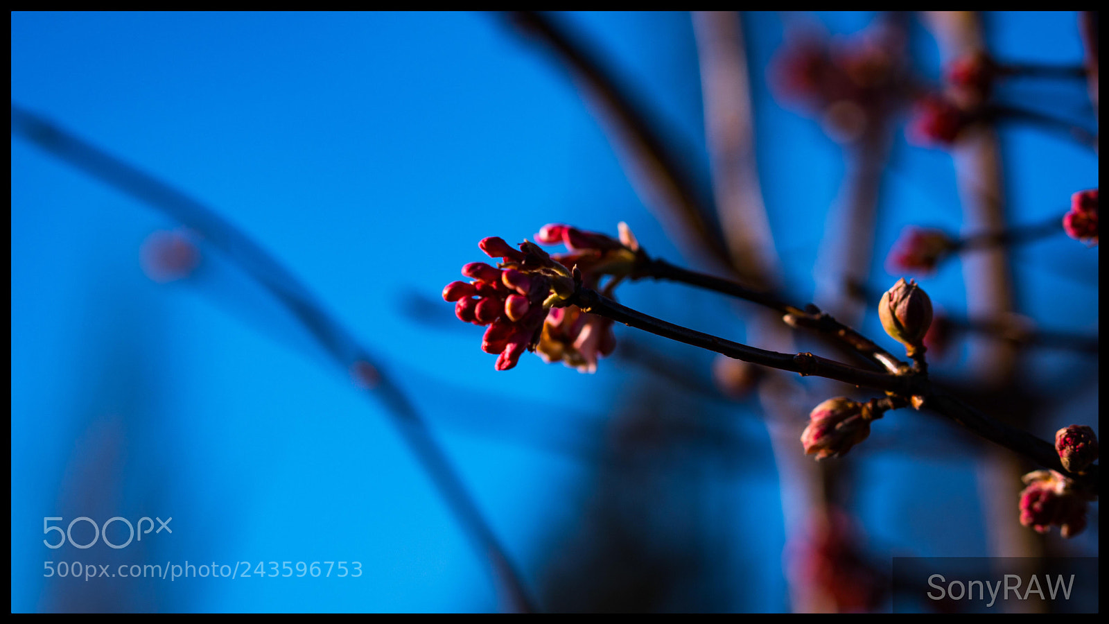Sony a6500 sample photo. Winter blossom photography