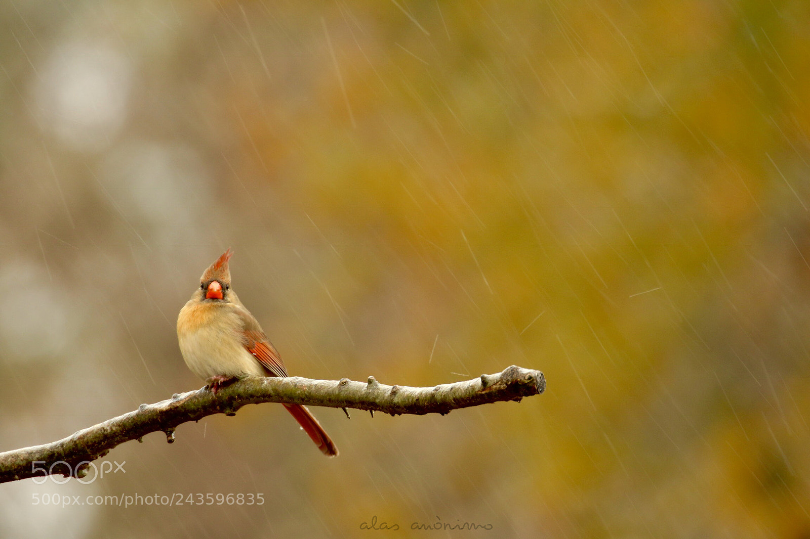 Canon EOS 7D Mark II sample photo. Bad weather..... part iii photography