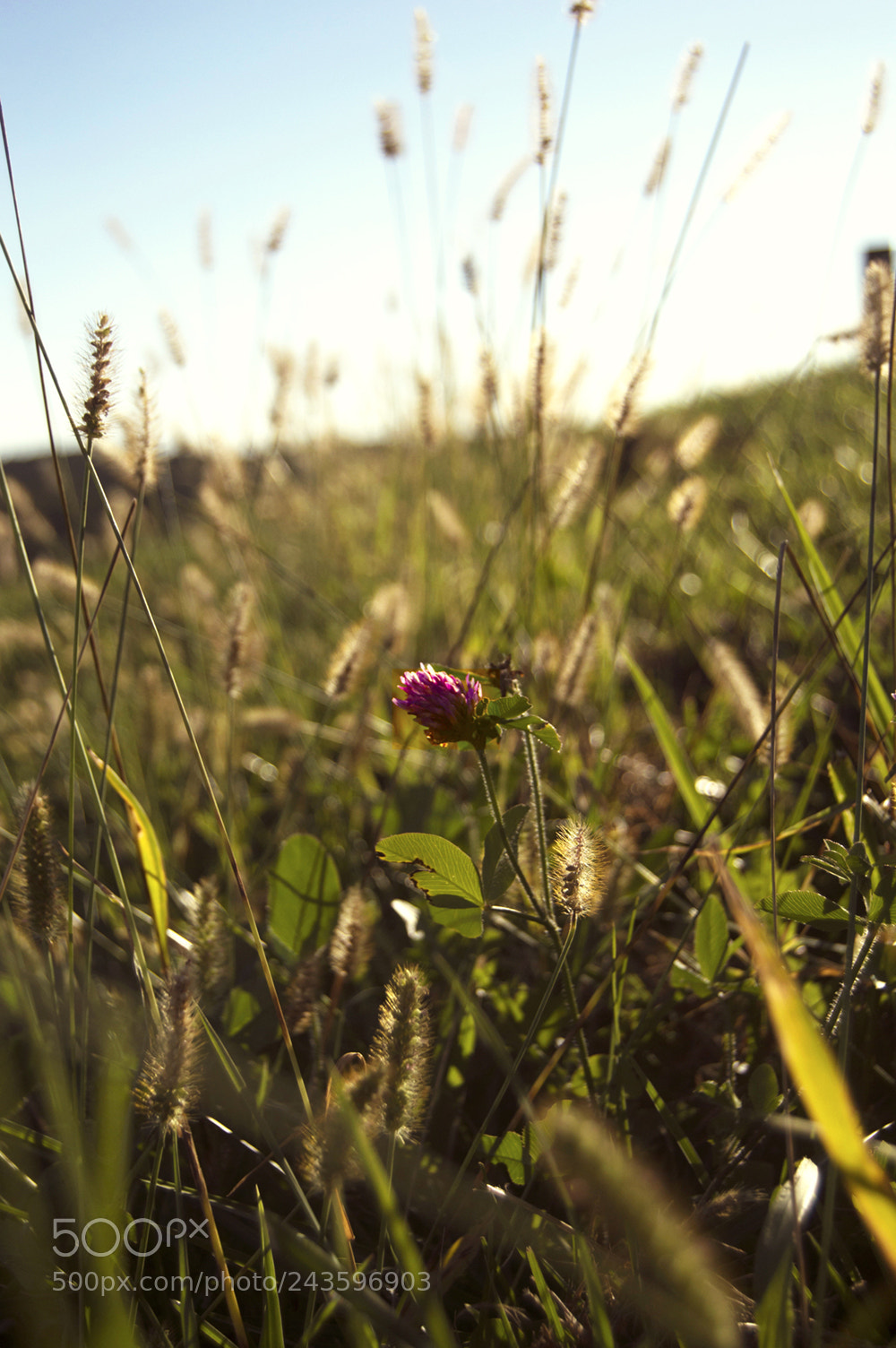 Nikon D3200 sample photo. Stand out photography