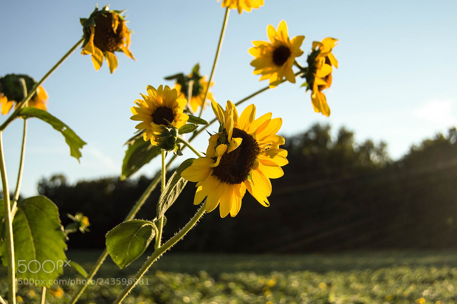 Nikon D3200 sample photo. Sunflowers photography