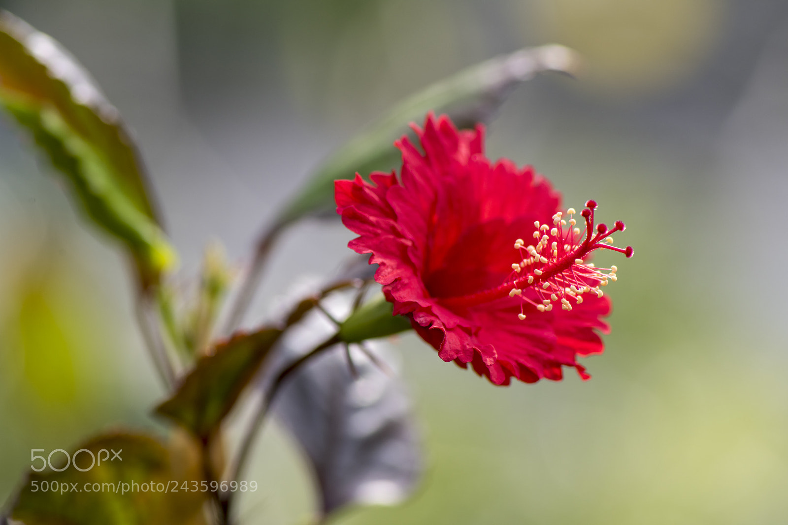 Nikon D810 sample photo. Untitled photography