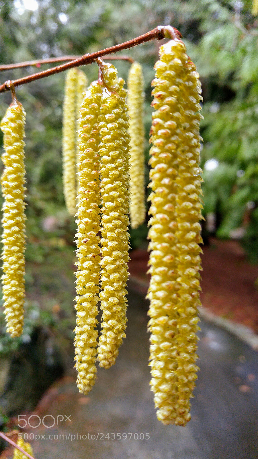 LG G4 sample photo. Rear pod in focus photography