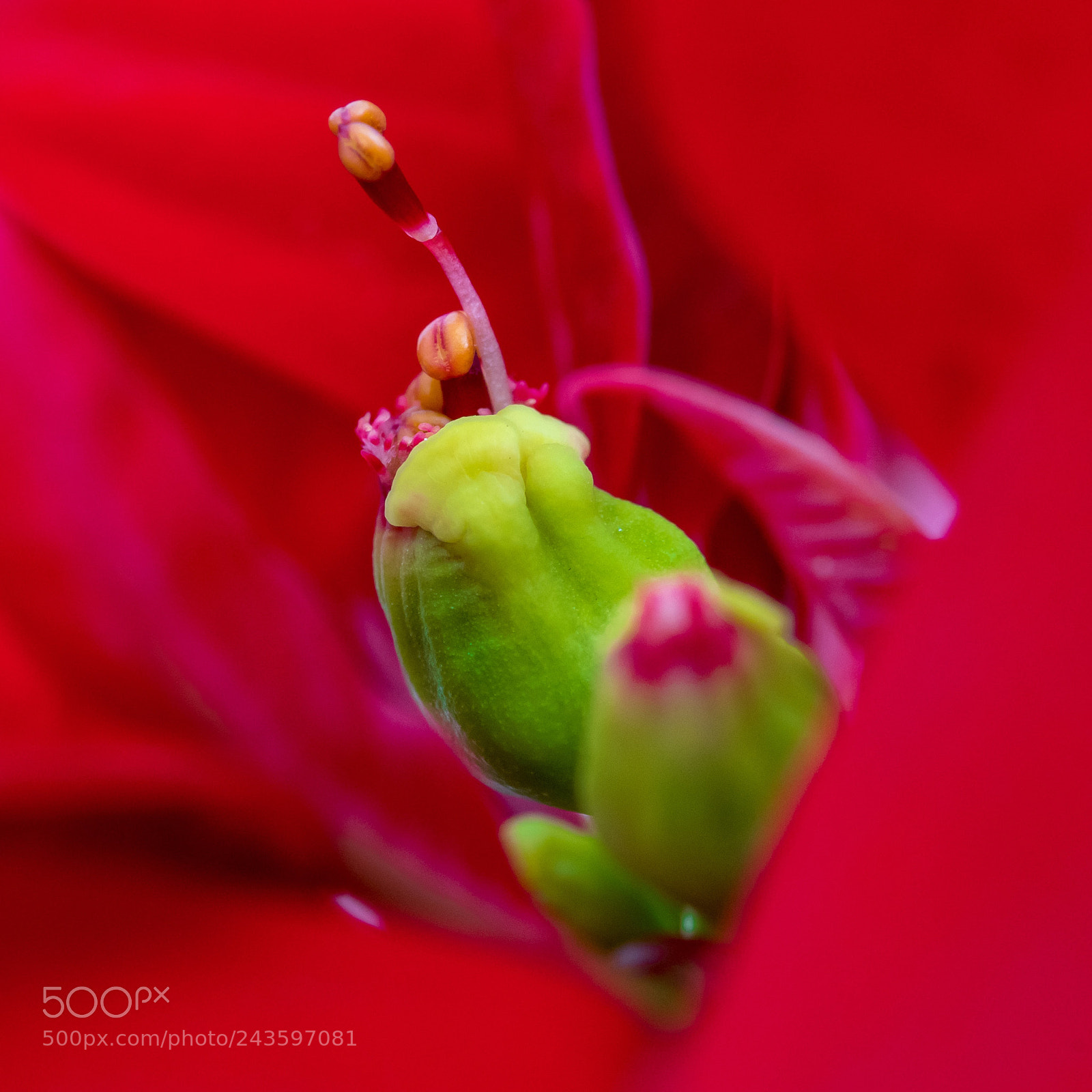 Nikon D500 sample photo. Poinsettia flower photography