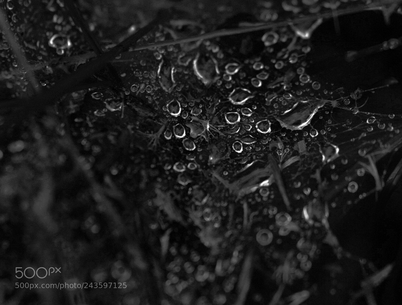 Nikon D3200 sample photo. The dampness of the photography
