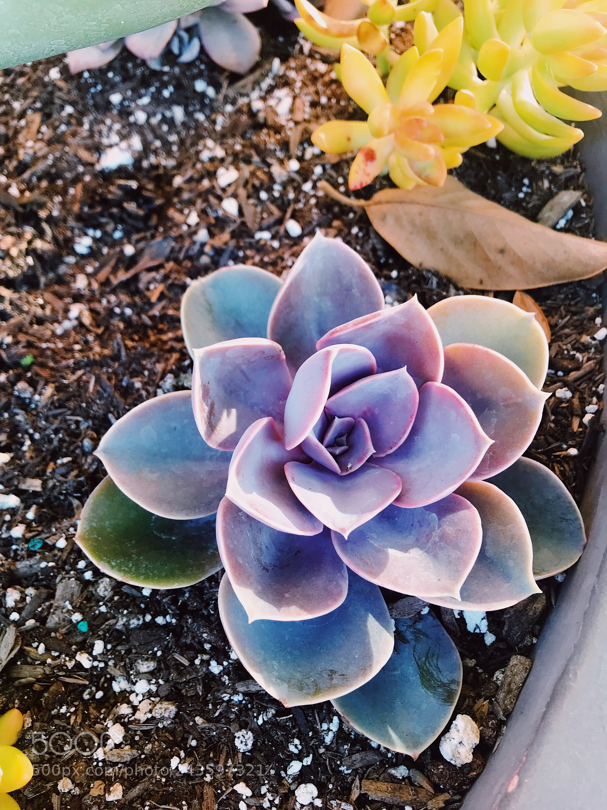 Apple iPhone 7 sample photo. Lovely colors photography