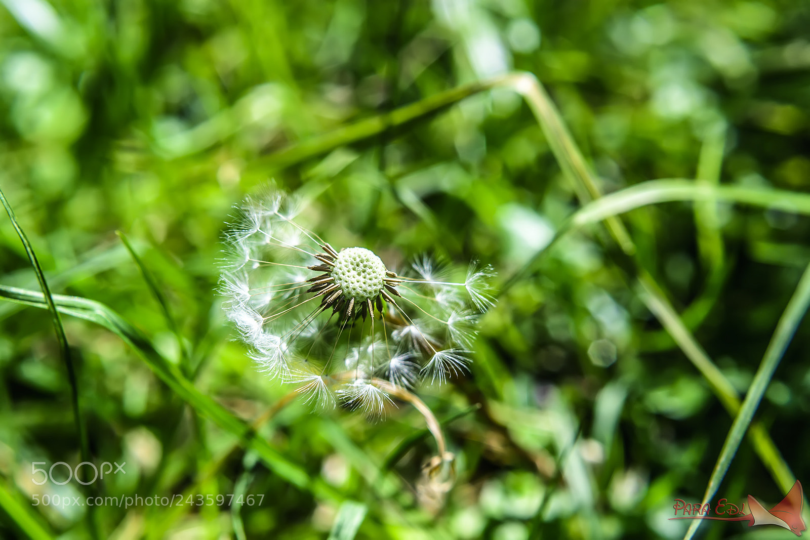 Nikon D5 sample photo. Taraxacum photography