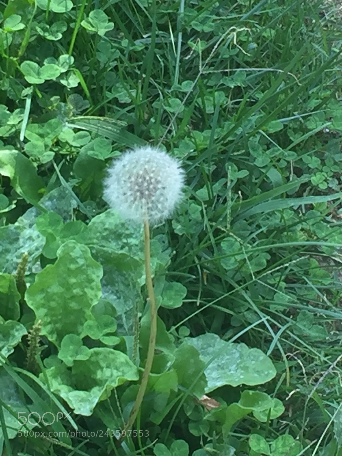 Apple iPhone 6 sample photo. Solo flower blade photography