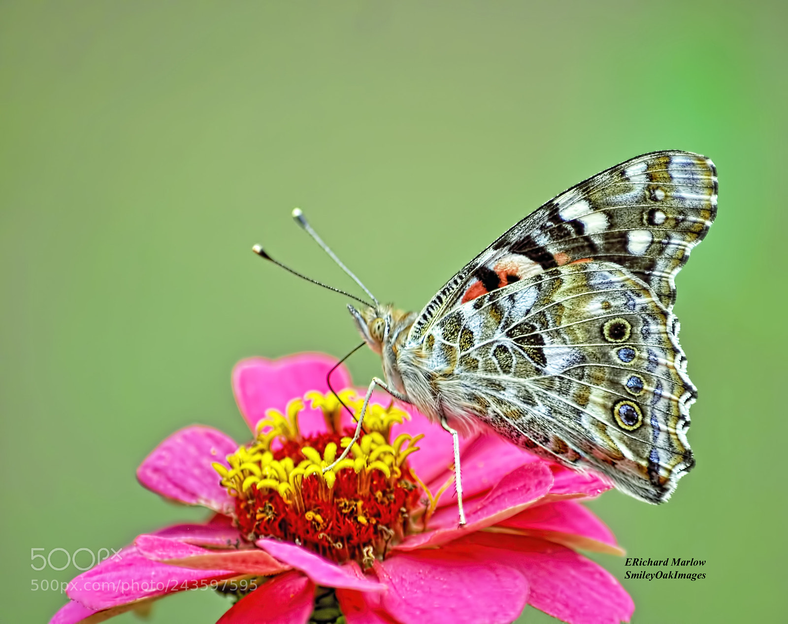 Nikon D5000 sample photo. Butterfly on zinnia photography
