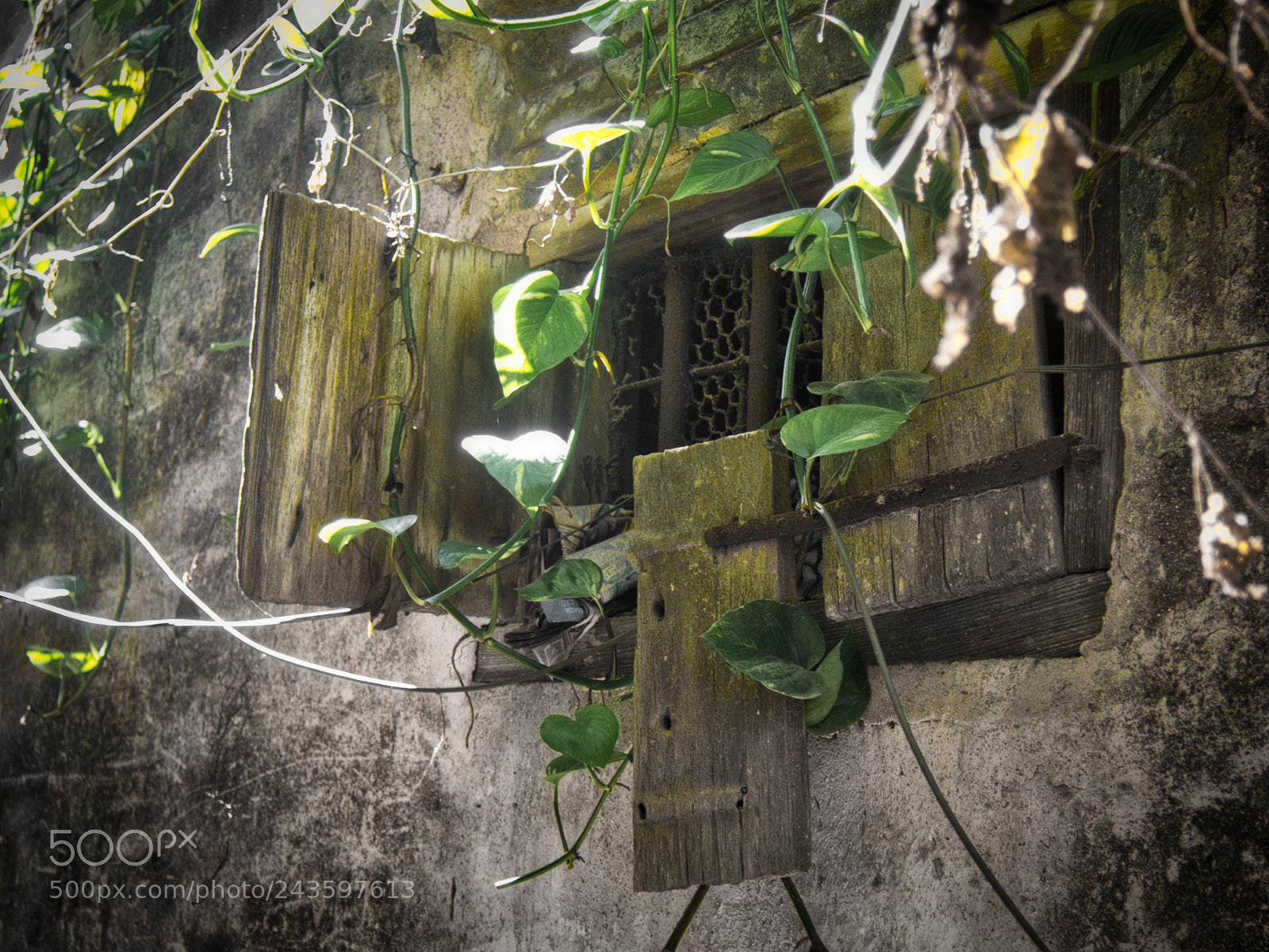Olympus PEN E-PM2 sample photo. Growth and decay photography