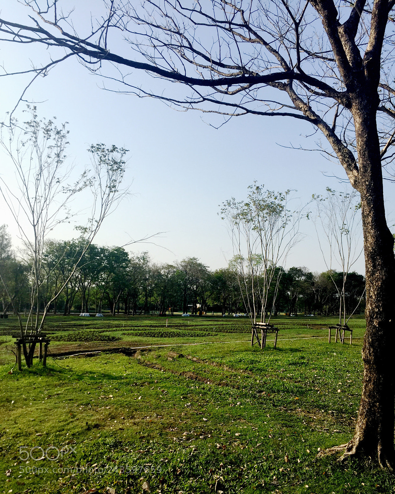 Apple iPhone 6 sample photo. Field photography