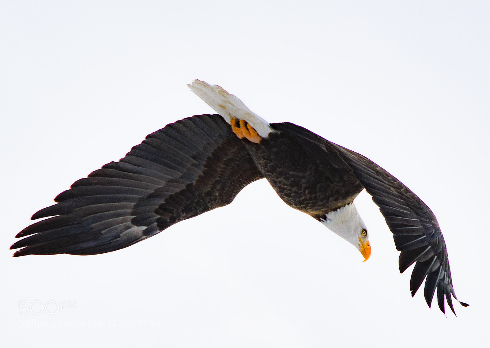 Nikon D3200 sample photo. Divemode photography