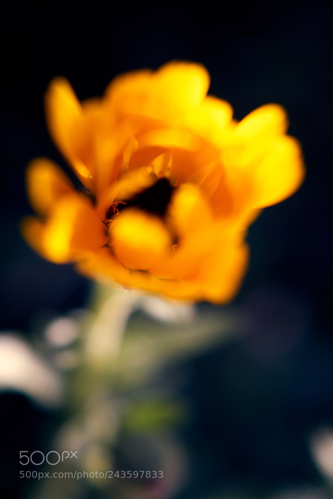 Sony ILCA-77M2 sample photo. Burning photography