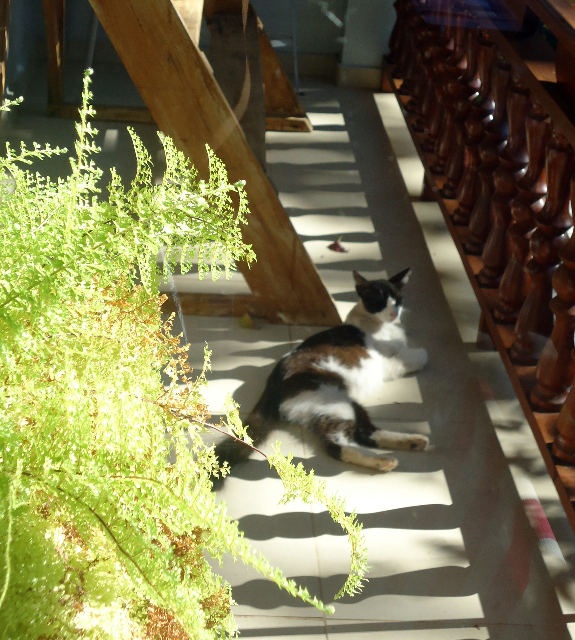 Sony Cyber-shot DSC-W530 sample photo. Enjoying the sunlight photography