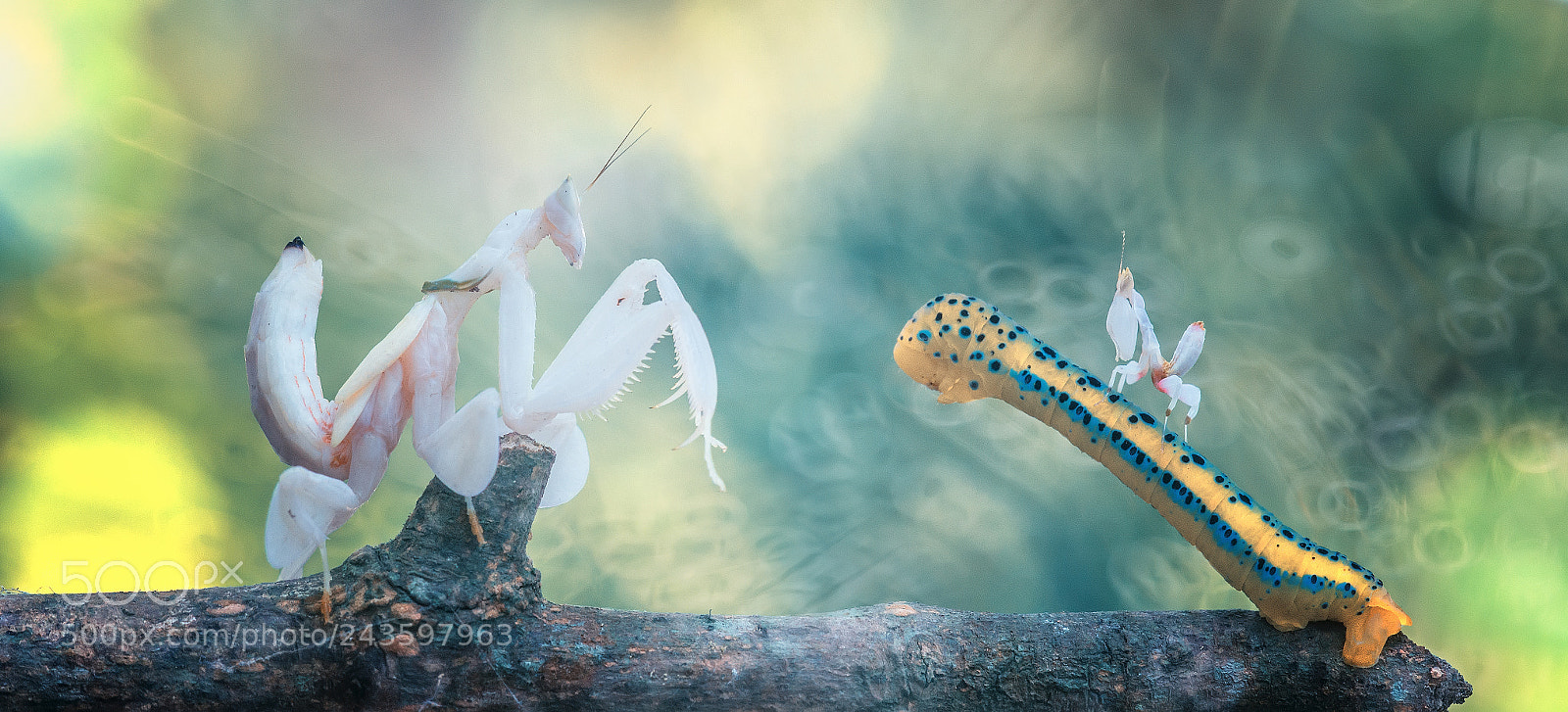 Nikon D800 sample photo. Mantis, orchid mantis, caterpillar photography
