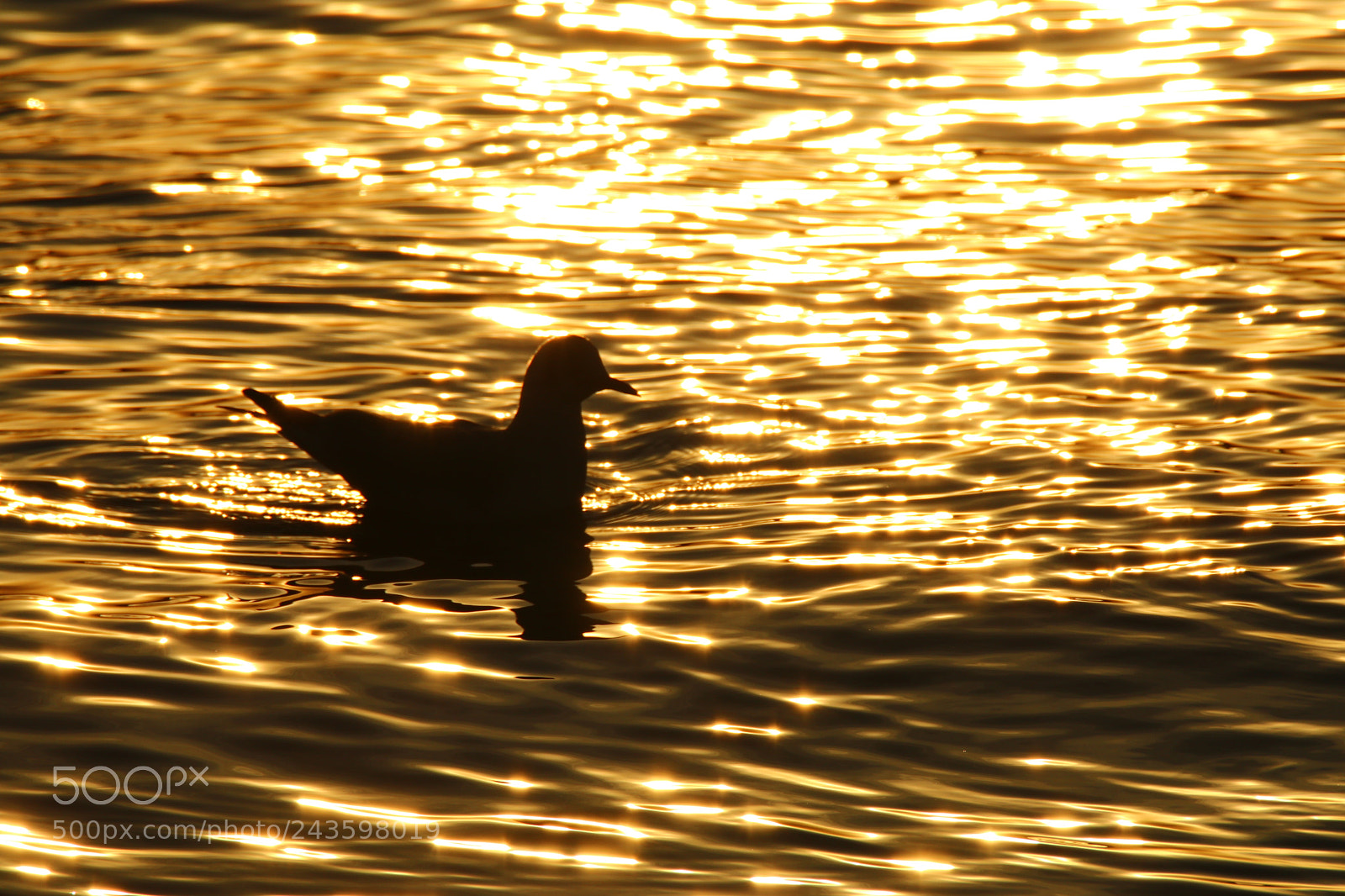 Tamron SP 150-600mm F5-6.3 Di VC USD sample photo. Golden elves of the photography